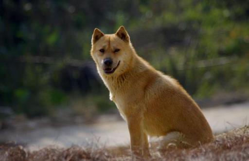 十大最听话的狗排名中华田园犬,十大最听话的狗排名小型犬