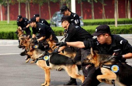 十大最听话的狗排名中华田园犬,十大最听话的狗排名小型犬