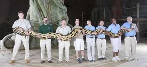 世界第一巨蛇最长,世界上真正的第一巨蛇毒性最强