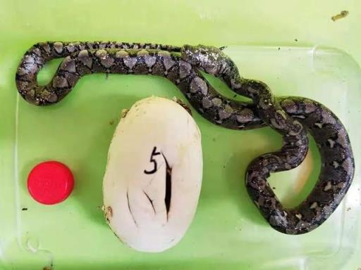 世界第一巨蛇最长,世界上真正的第一巨蛇毒性最强