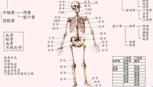西方人有206块骨头,中国人却只有204块,美国人比中国人多几块骨头-