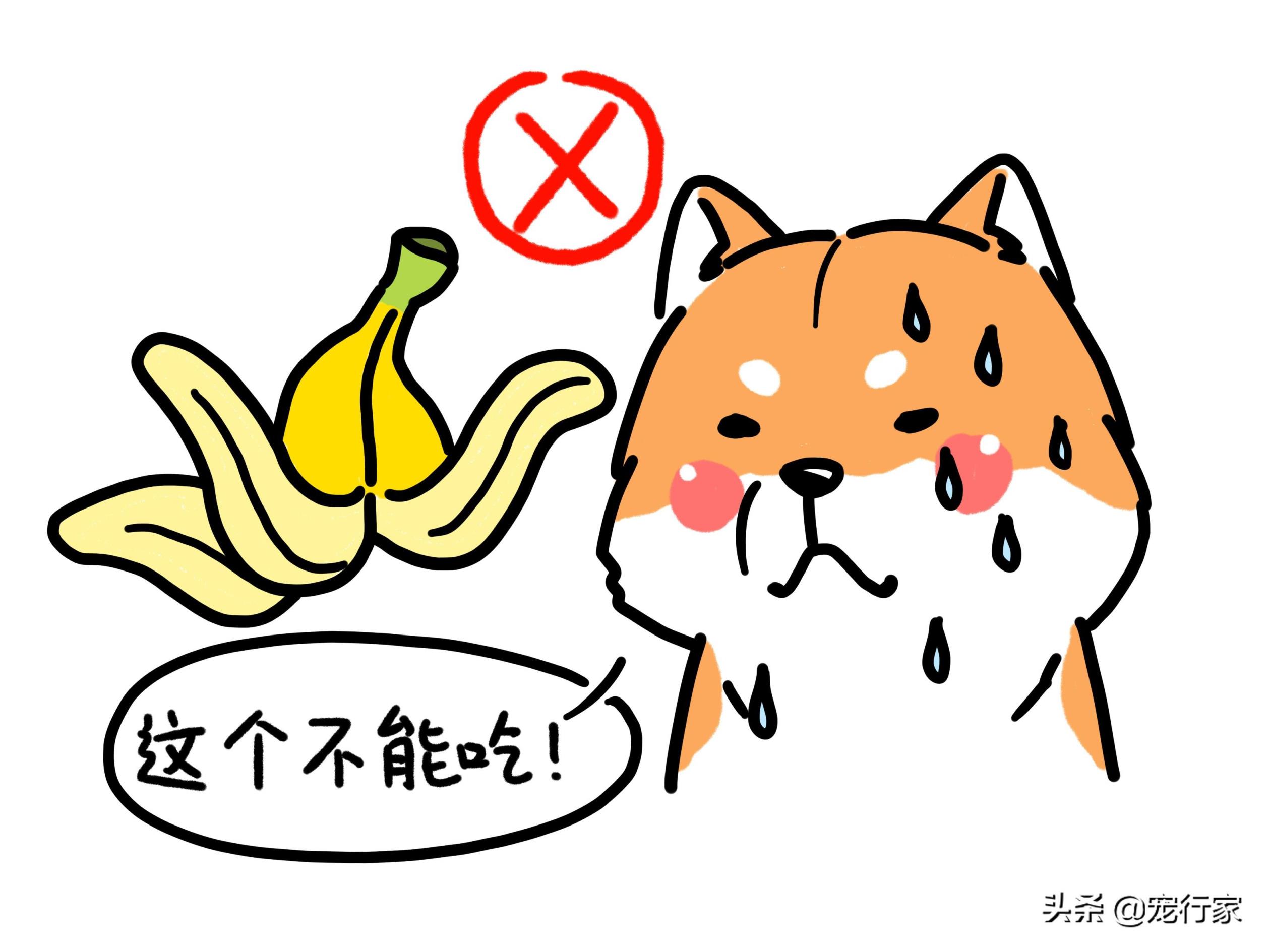 香蕉狗可以吃吗,狗吃香蕉没事吧