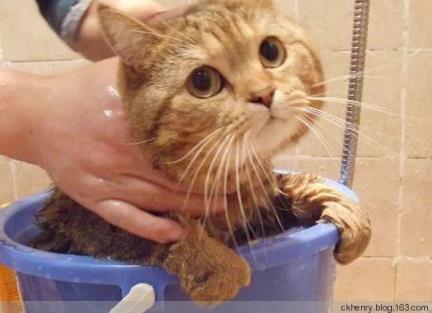 小猫多久洗一次澡比较好,猫咪买回来多久可以洗澡