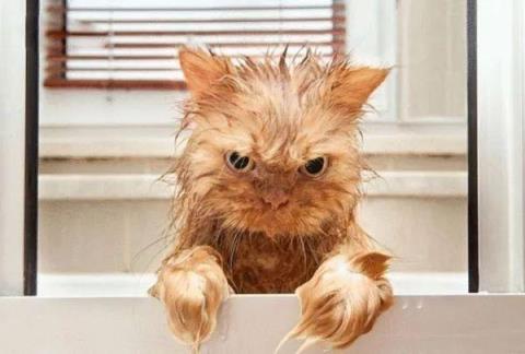 小猫多久洗一次澡比较好,猫咪买回来多久可以洗澡