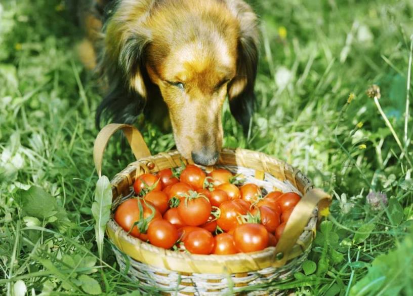 狗狗可以吃西红柿吗生的,狗狗能吃番茄吗生的