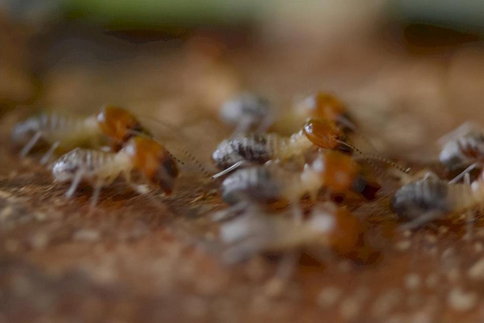 怎么去除蚂蚁最有效的方法,消灭白蚁用什么药最有效