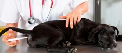 怎么给狗测体温,狗的正常体温是多少发烧是多少