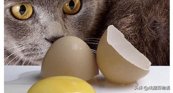 猫咪可以吃生鸡蛋吗,猫咪能吃煮熟的鸡蛋吗