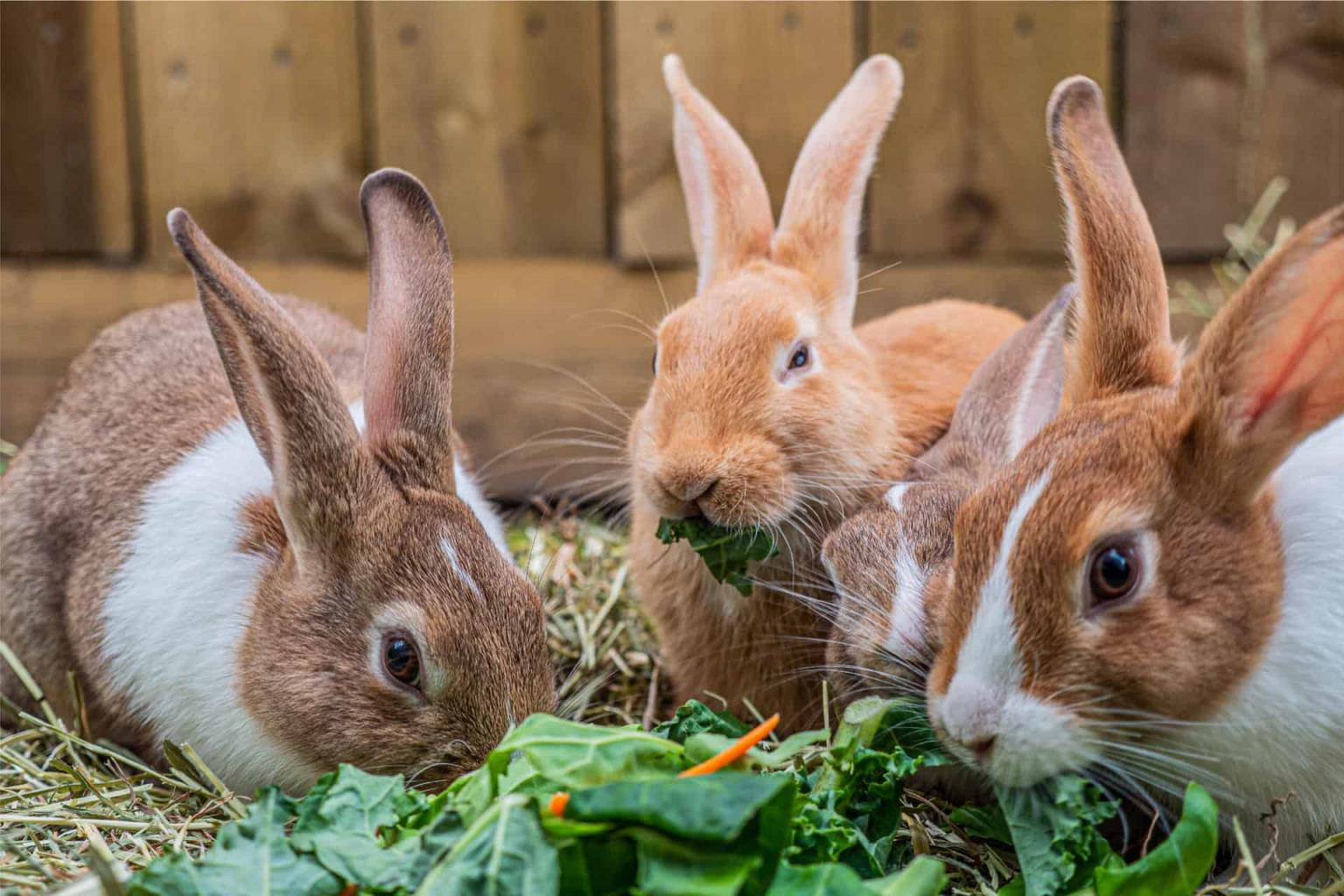 养兔的方法和技巧,养殖兔子有哪些技术