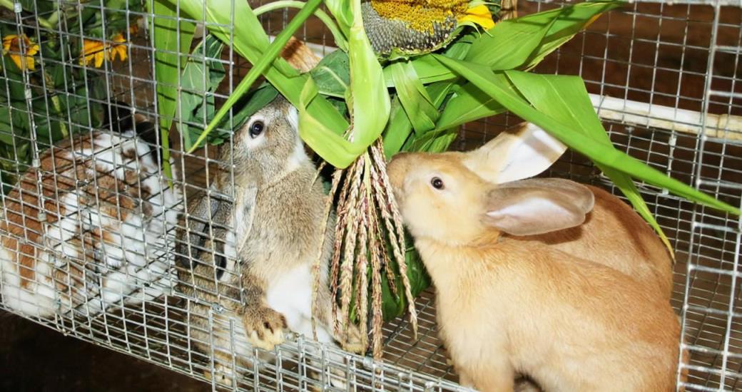 养兔的方法和技巧,养殖兔子有哪些技术