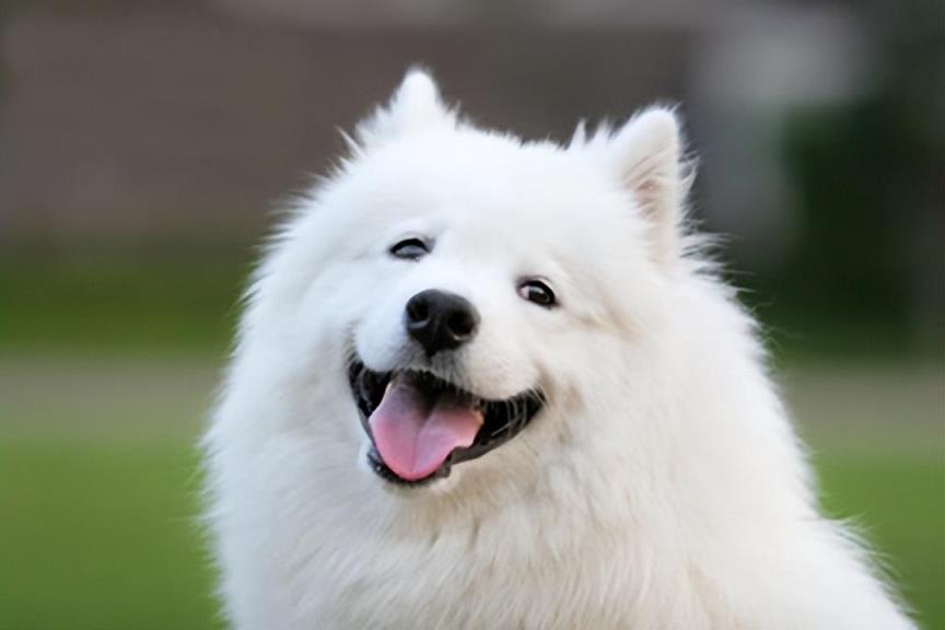阿拉斯加宠物狗,12种最适合懒人养的狗狗