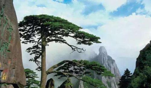 关于松树的介绍,松树的外形是什么样的