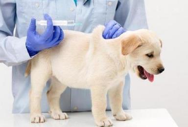 幼犬多大开始驱虫打疫苗,小狗首次驱虫多少天