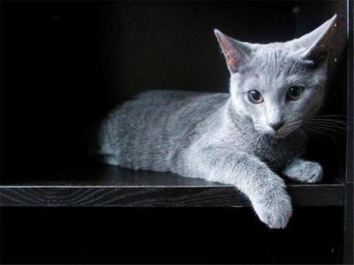 俄罗斯蓝猫和英短蓝猫区别,法国蓝猫和英短蓝猫的区别