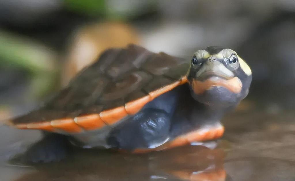 圆澳龟深水养还是浅水养好,斑点龟是深水还是浅水